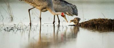 Wetland scene, nature, risk assessment graphic.