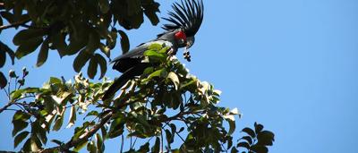Palm cockatoo perched on a branch, black plumage, red cheek patch, prominent crest.