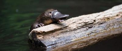Platypus swimming in water, Hobart, Tasmania.