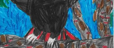 Black cockatoo in the black sheoak Lincoln Age 8 - Regional - second place