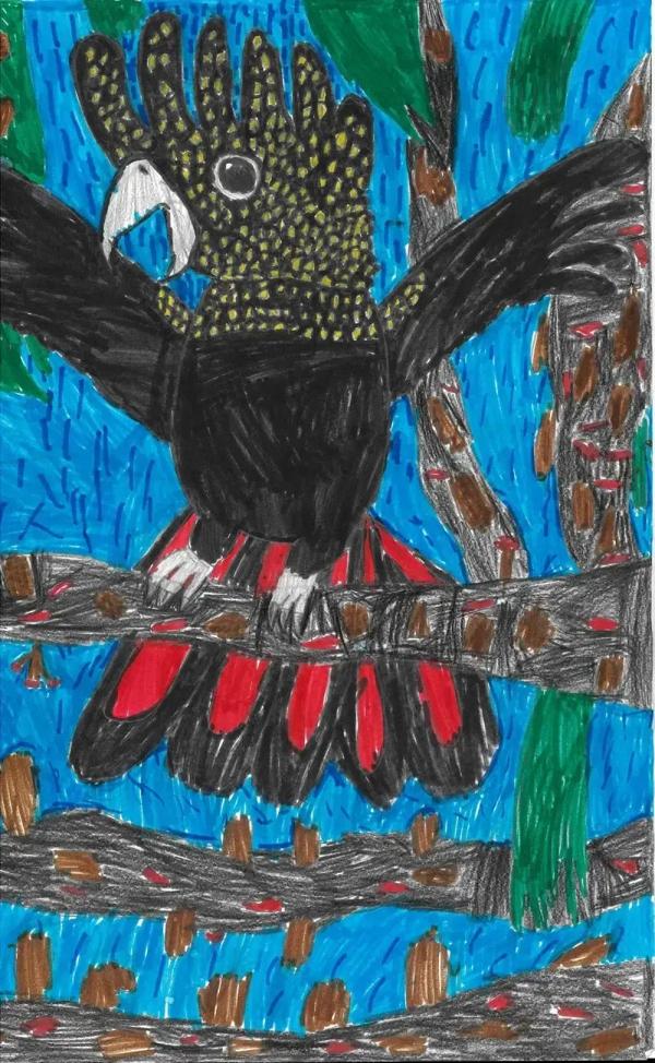 Wild At Art entry &lsquo;Black cockatoo in the black sheoak&rsquo; by Lincoln, age 8