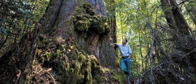 Tasmanian landscape, blocky terrain, green and brown hues, aerial view.