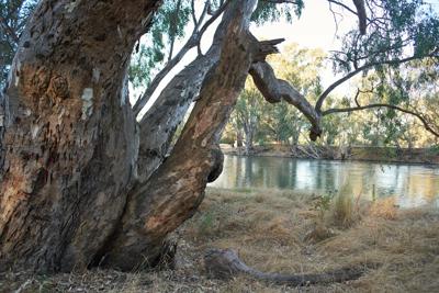 River red gums along Murray River.