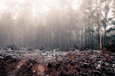 Header image: Land clearing, aerial view, trees, dirt, and machinery.