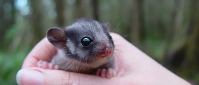 Leadbeater's possum, small marsupial, brown fur, large eyes, clinging to tree branch.