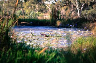 Waterhole scene, Australian landscape. Trees, water, sky.