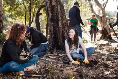 Header image: Australian rainforest canopy, lush green foliage, sunlight filtering through.