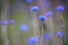 Blue pincushion daisies