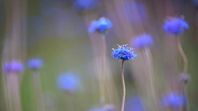 Blue pincushion daisies