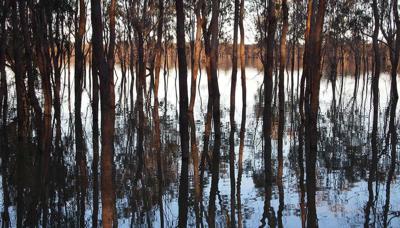 Trees reflected in Murray River, Australia. Blue sky, sunny day.