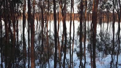 Trees reflected in Murray River, Australia. Blue sky, sunny day.
