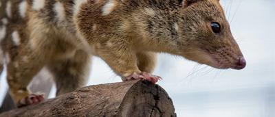 Quoll in long grass, spotted fur, alert posture.