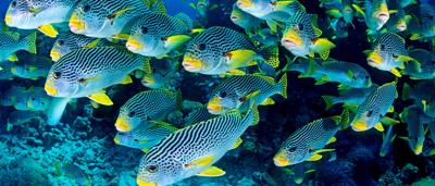 School of diagonal banded sweetlips fish swimming near coral reef.