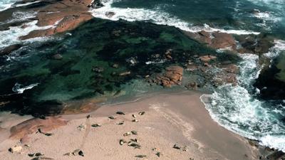 Eyre Peninsula, Australia: Header image of sea lions on a beach, blue ocean, and sky.