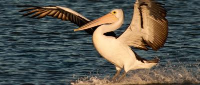 A Pelican completes a water landing into the inlet
