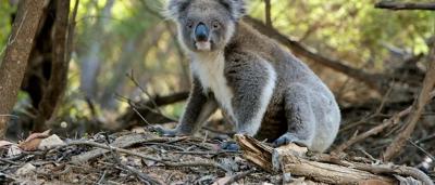 Koala clinging to a tree branch, Australia.
