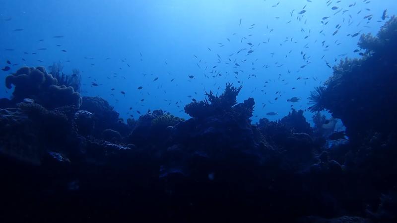 Looking up on the reef and ocean