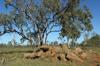 Open-cut coal mine, Winchester, Bowen Basin, Queensland. Large machinery, haul trucks, and exposed earth.
