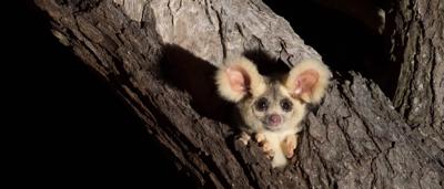 Greater glider clinging to a tree branch, nocturnal marsupial.