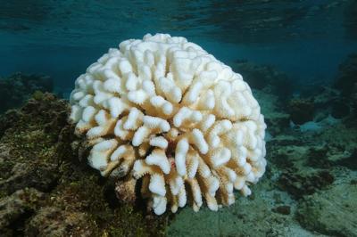 Bleached coral in South Pacific ocean, showing white, dead coral.