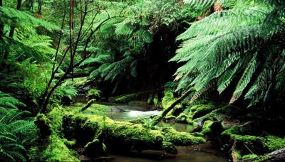 Header image: Lush green bushland scene, Win LandCare logo, blue sky.