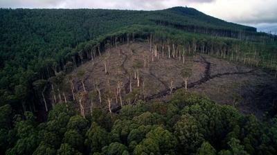Forest canopy, rusty-colored coupe, sunlight filtering through trees.
