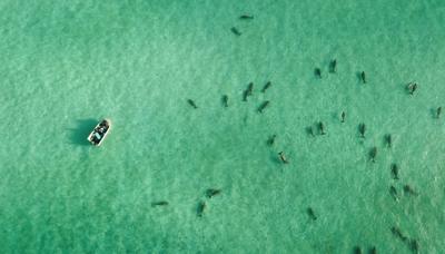 Dugongs swimming in clear water, Toondah Harbour, Queensland.