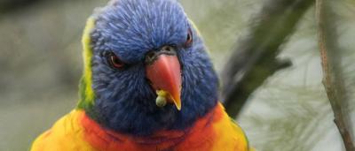 Rainbow Lorikeet perched on a branch, vibrant plumage, close-up.