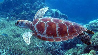 Sea turtle swimming in ocean, viewed from above.