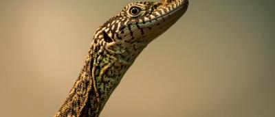 Australian monitor lizard portrait, close-up, head and eye visible.