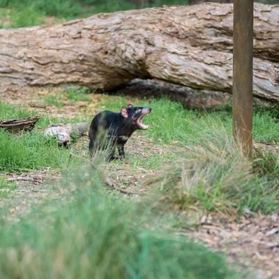 Header image: Australian rainforest canopy, lush green foliage, sunlight filtering through.