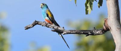 Green trees, blue sky, sunny day, Alwal Killarney.
