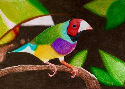 Gouldian Finch perched on a branch, vibrant plumage, black, red, and yellow.