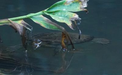 Irwin's turtle, head and shell visible, swimming in water.