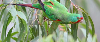 Swift Parrot, green and red plumage, perched on a branch, blurred background.