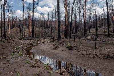 Fire-affected river, East Gippsland. Burnt trees, smoke, water, and sky.
