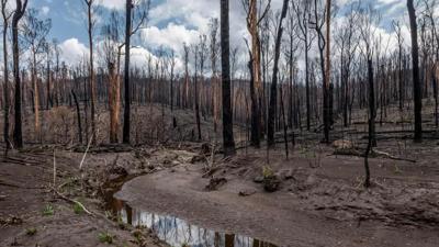 Fire-affected river, East Gippsland. Burnt trees, smoke, water, and sky.