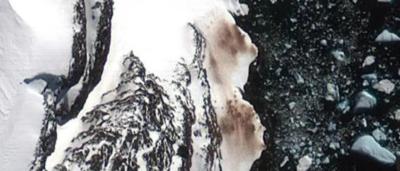 Penguin covered in poo, standing on ice.