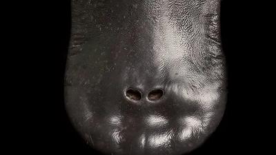 A koala clinging to a tree branch, looking towards the camera.