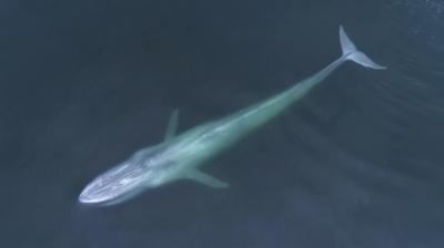 Blue whale Monteray Bay