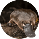 Platypus swimming in water, head above surface, webbed feet visible.