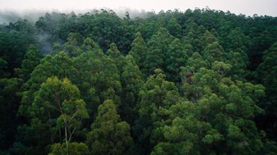 Toolangi State Forest, aerial view. Green canopy, forest landscape.