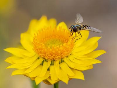 Hoverfly on sticky everlasting flower.