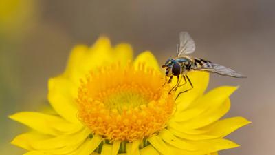 Hoverfly on sticky everlasting flower.