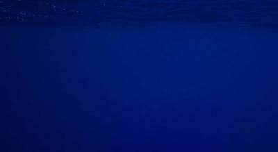 Green Sea Turtle - Web Banner 0709 - Ocean only