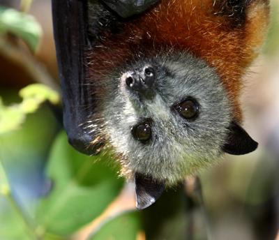 Grey-headed flying fox in flight, wings spread, against a blurred background.