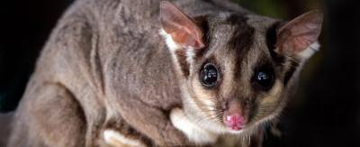 Possum on a branch, silhouetted against a blurred, natural background.