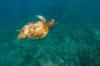 Green Turtle swimming on the Great Barrier Reef - ACF trip with journalists to Heron Island on the Great Barrier Reef