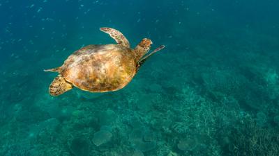 Green Turtle swimming on the Great Barrier Reef - ACF trip with journalists to Heron Island on the Great Barrier Reef