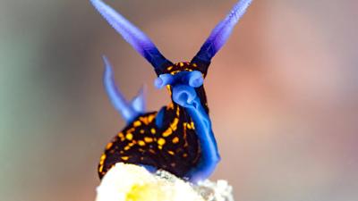 A lush green forest canopy, sunlight filtering through the leaves.